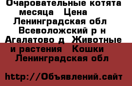  Очаровательные котята 2 месяца › Цена ­ 500 - Ленинградская обл., Всеволожский р-н, Агалатово д. Животные и растения » Кошки   . Ленинградская обл.